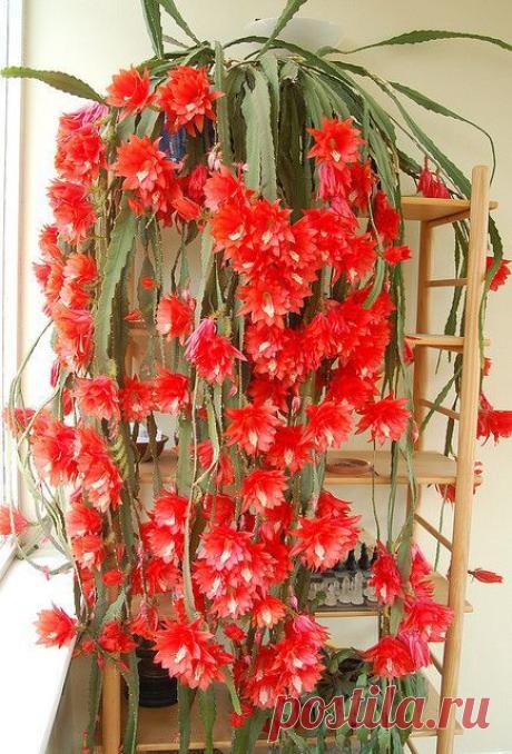 Epiphyllum Cactus | Pinterest