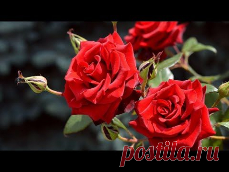 Музыка для Души и Цветы (Beautiful flowers) !!!