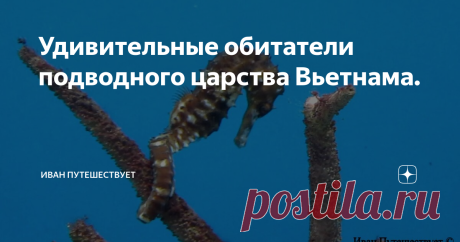 Удивительные обитатели подводного царства Вьетнама.