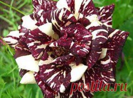 Людмила Костарева ( Кандыбина) добавила 9 фотографий в альбом РОЗЫ.. Альбом №1