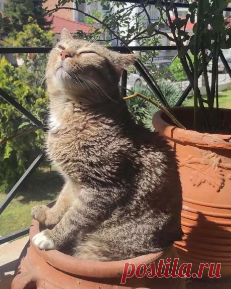 За позитивом: любуемся на фотки котиков, берущих от жизни всё | Ilike.pet | Яндекс Дзен