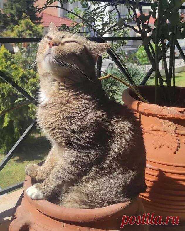 За позитивом: любуемся на фотки котиков, берущих от жизни всё | Ilike.pet | Яндекс Дзен