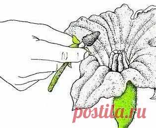 СЕКРЕТЫ ПОЛУЧЕНИЯ БЫСТРОГО УРОЖАЯ КАБАЧКОВ