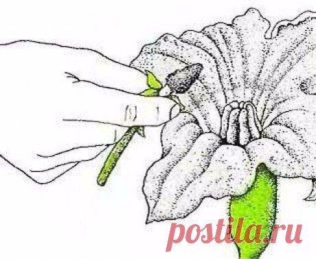 СЕКРЕТЫ ПОЛУЧЕНИЯ БЫСТРОГО УРОЖАЯ КАБАЧКОВ