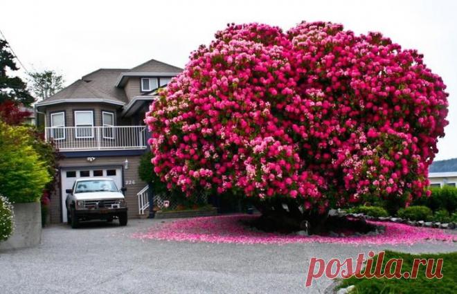16 самых великолепных деревьев в этом мире