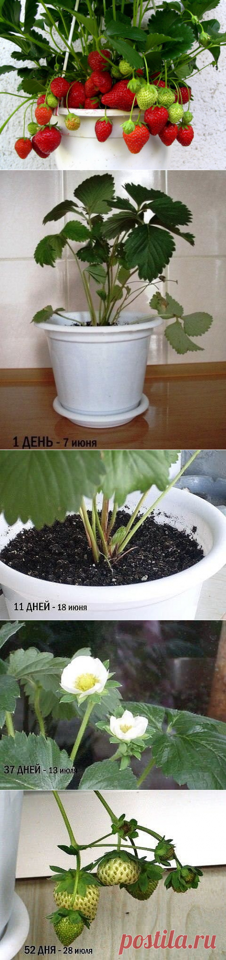 (3) Одноклассники