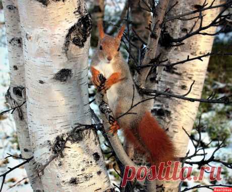 Фото: Модель позирует за орех.... Фотолюбитель Татьяна Соловьева (Тата). Фото животных - Фотосайт Расфокус.ру