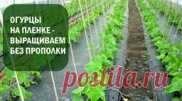 Сад и огород - Садоводка