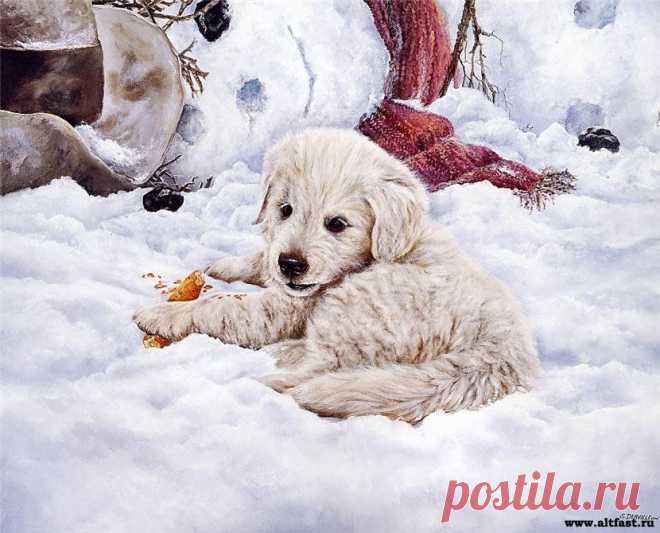 Симпатичные животные от художника Shirley Deaville. » Мир Развлечений на AltFast