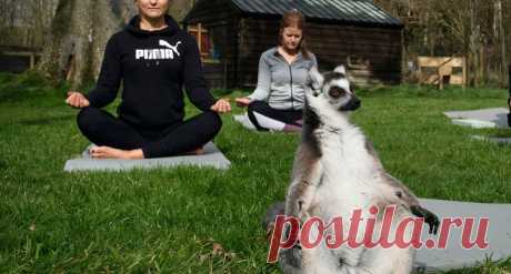 Фото дня: «Писающий мальчик» в жилете с британским флагом