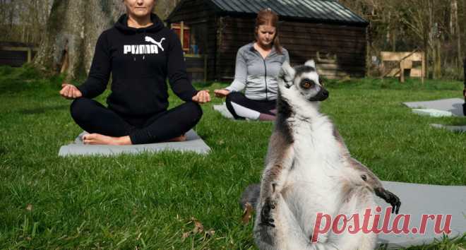 Фото дня: «Писающий мальчик» в жилете с британским флагом