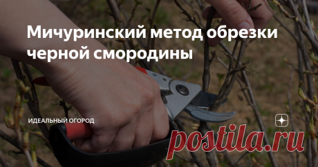 Мичуринский метод обрезки черной смородины Чтобы черная смородина была здорова, обильно плодоносила и хорошо зимовала, ее надо регулярно обрезать. Один из вариантов обрезки – так называемая «мичуринская схема». Если она выполнена правильно, то в результате урожайность ягод возрастает почти на треть. Главное достоинство обрезки «по-мичурински» – это ее простота: от садовода требуется минимум действий. Рекомендую к прочтению: Как вырастить красивейшее денежное дерево: действ...