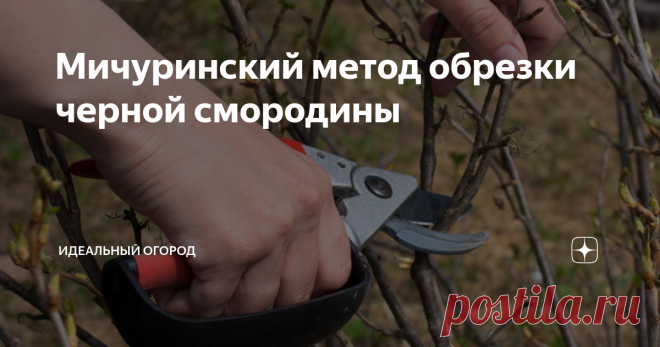 Мичуринский метод обрезки черной смородины Чтобы черная смородина была здорова, обильно плодоносила и хорошо зимовала, ее надо регулярно обрезать. Один из вариантов обрезки – так называемая «мичуринская схема». Если она выполнена правильно, то в результате урожайность ягод возрастает почти на треть. Главное достоинство обрезки «по-мичурински» – это ее простота: от садовода требуется минимум действий. Рекомендую к прочтению: Как вырастить красивейшее денежное дерево: действ...