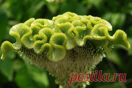 целозия фото цветов: 3 тыс изображений найдено в Яндекс.Картинках