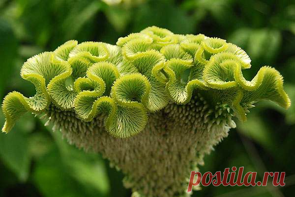 целозия фото цветов: 3 тыс изображений найдено в Яндекс.Картинках