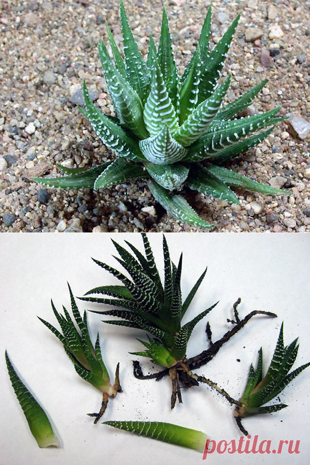 Цветок хавортия – уход в домашних условиях: пересадка и размножение хавортии, виды хавортии