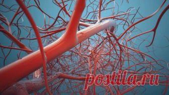 ОЧИЩЕНИЕ И УКРЕПЛЕНИЕ СОСУДОВ ПО МЕТОДИКАМ НАРОДНЫХ ЦЕЛИТЕЛЕЙ | Карусель | Яндекс Дзен