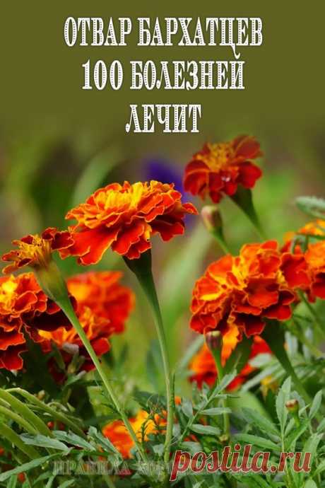 Отвар бархатцев 100 болезней лечит