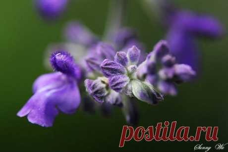 (33) Солнечный Ву