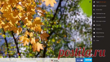 BirdSong.FM: birds, insects Sound Radio Online