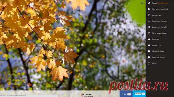 BirdSong.FM: birds, insects Sound Radio Online