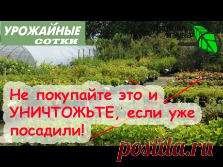 НИ В КОЕМ СЛУЧАЕ НЕ ВЫСАЖИВАЙТЕ ЭТО РАСТЕНИЕ! Оно погубит ваш сад!