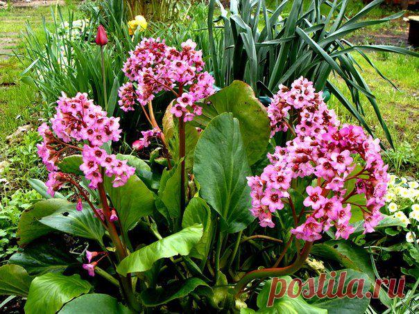 Всё о цветах и садоводстве » Действительно всё. » Page 38