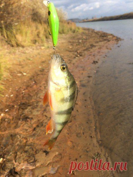 Для тех, кто спрашивал работают ли мои воблера.) Вчера решил половить на огромный воблер миноу 44мм весом 2.5гр огромных окуней и щук) всех отпустил=) / Богатая добыча