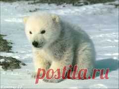 Одноклассники /мишки на снегу