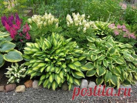 Хосты в ландшафтном дизайне