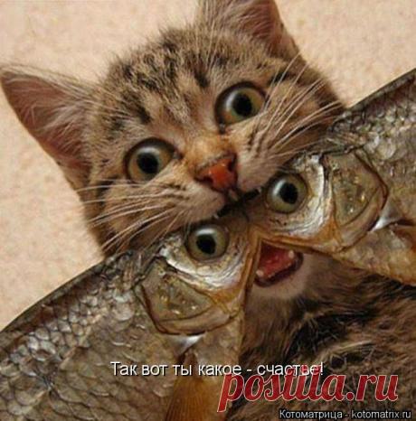 Свежая котоматрица прошедшей недели. Подборка самых лучших работ