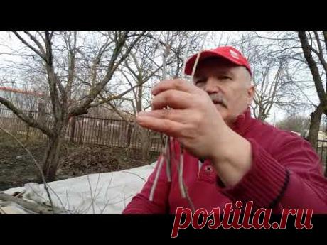 Гортензия Как размножить ранней весной?