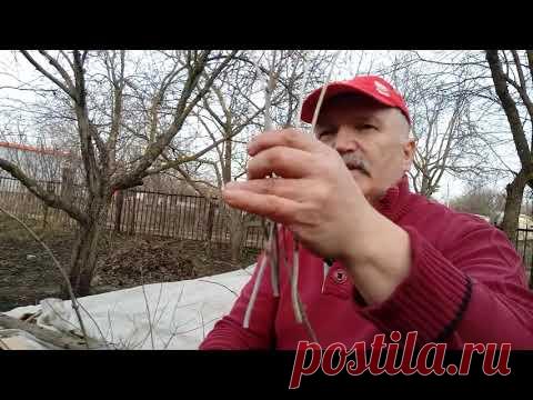 Гортензия  Как размножить  ранней весной?