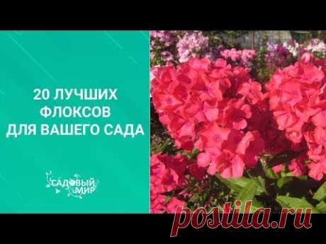 20 лучших флоксов для вашего сада