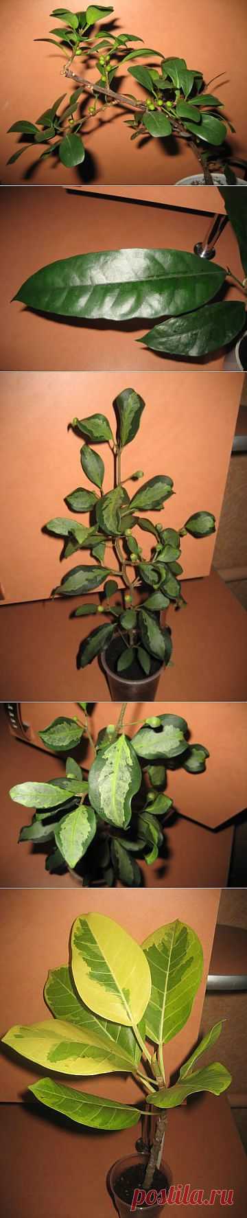 Forum Kwetki.ru > Растения из Витебска!