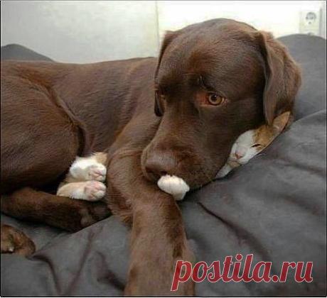 -Да не видел я вашего кота!
