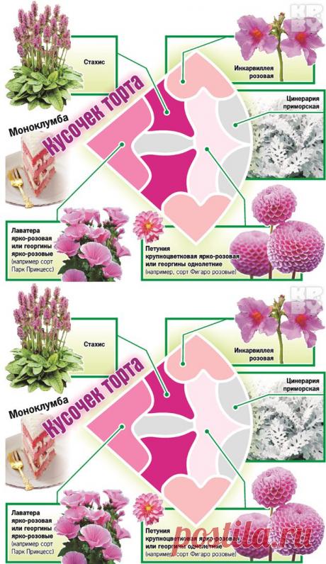 (+1) тема - Моноклумба розового цвета | 6 соток