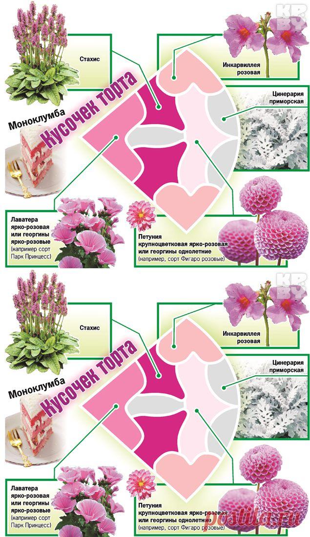 (+1) тема - Моноклумба розового цвета | 6 соток