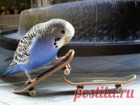 Статьи о попугаях