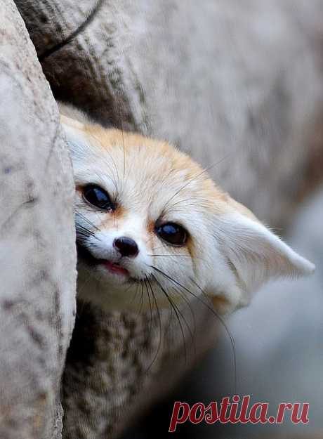 Fennec fox | Flickr - Photo Sharing!