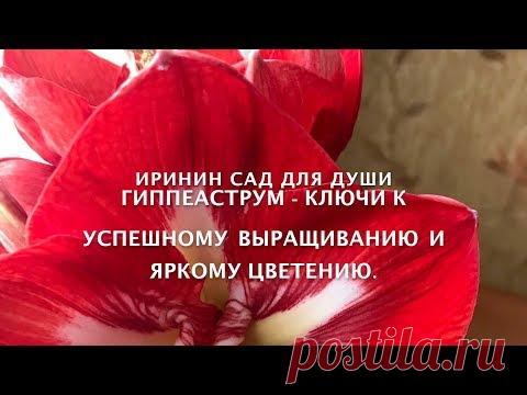 Гиппеаструм   ключи к успешному выращиванию и яркому цветению.