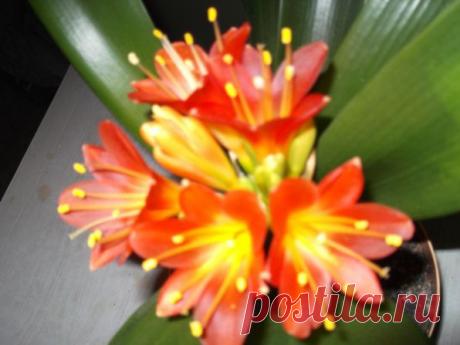 Кливия или по другому луковица — Талгар - городской портал