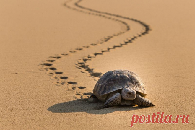Лучшие фотографии в номинации Дикий животный мир #35AWARDS