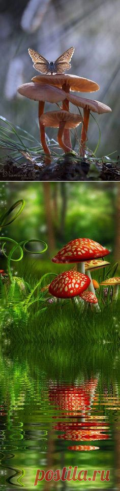(1171) Nature | Animals