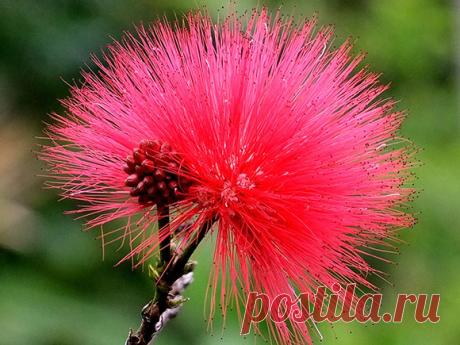 Beautiful-Flower-Wallpapers-for-your-desktop-hd.jpg (580×435)