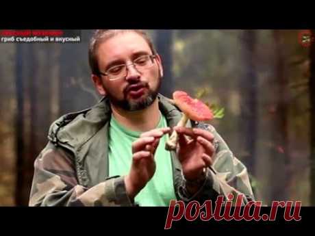 Мухомор - хороший и вкусный гриб, если уметь его готовить, www.grib.tv