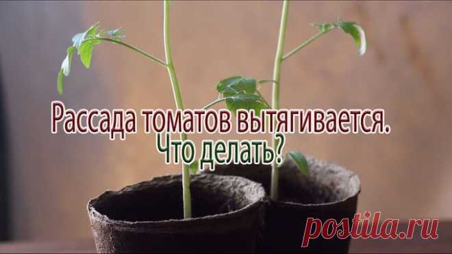 Высадка переросшей рассады на первый взгляд может показаться сложной процедурой, но это не так - Своими руками на даче - как посеять, сажать, ухаживать за растениями и цветами