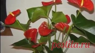 Уход за Антуриумом и Спатифиллумом