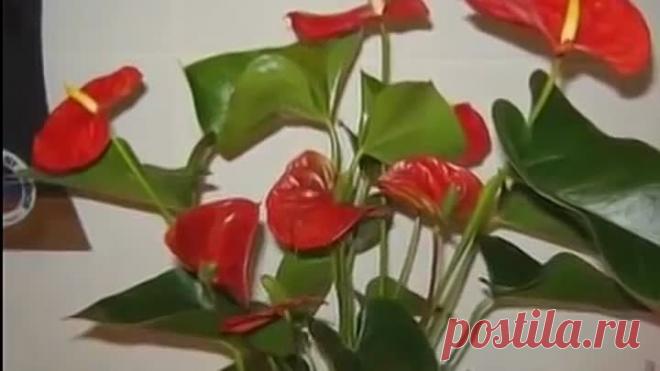 Уход за Антуриумом и Спатифиллумом