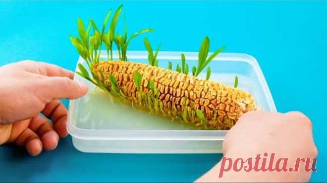 Как Выращивать Овощи и Фрукты Дома 🌱 Без Дачи и Огорода!